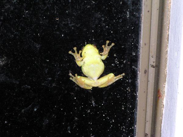モリアオガエル　