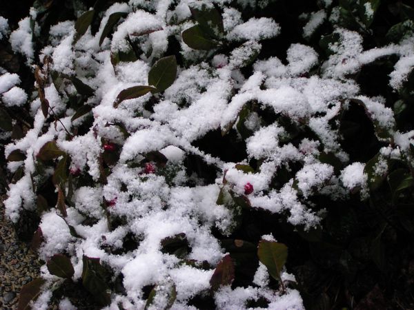 初雪