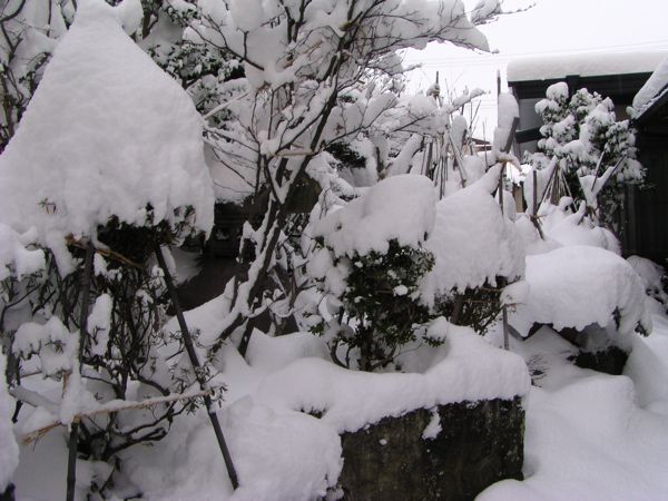 12/19 庭先