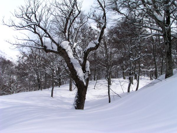 県2位の大トチ