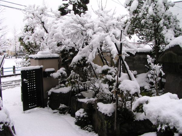 雛雪？