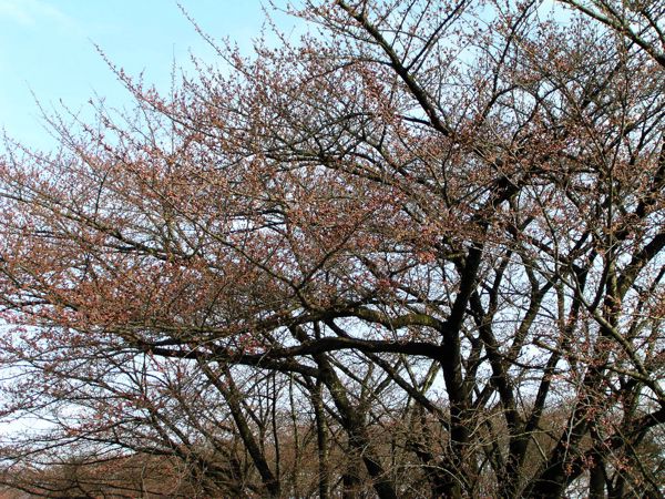 一気に開花?