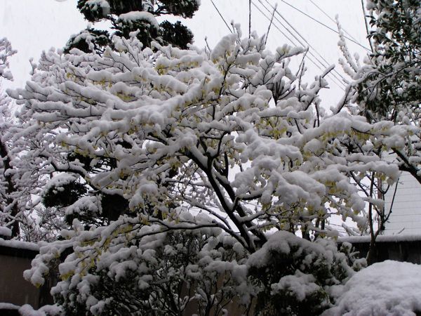 市内大雪
