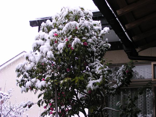 椿と雪が