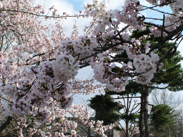 桜色