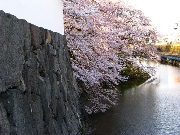 4/24霞城の桜