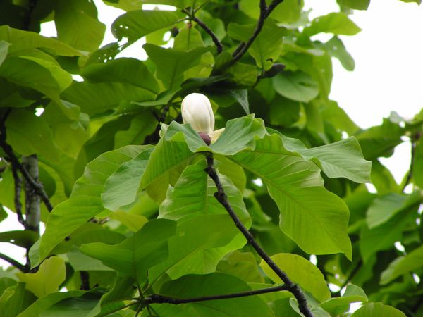 ホオノキの蕾
