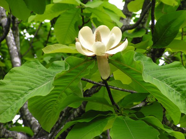 ホオノキの花