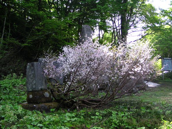 ミネザクラ