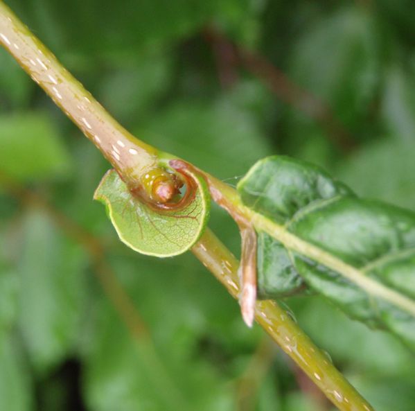 ブナの新芽は