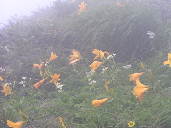 姥の花々　1