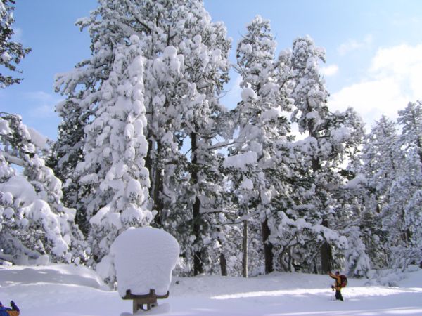 雪の華