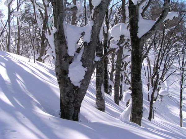枝の雪　1