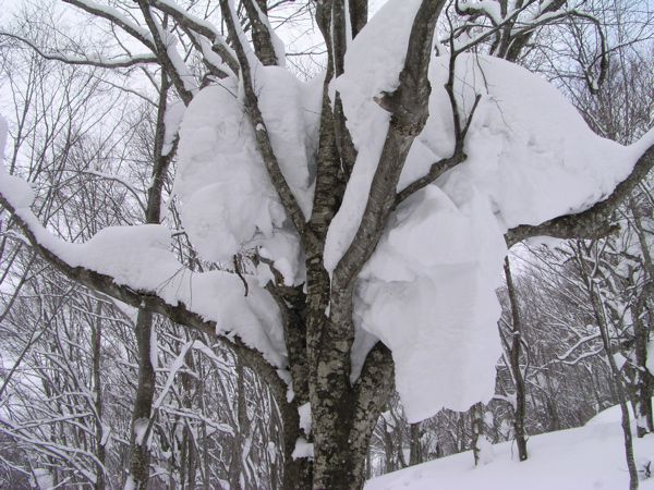 着雪