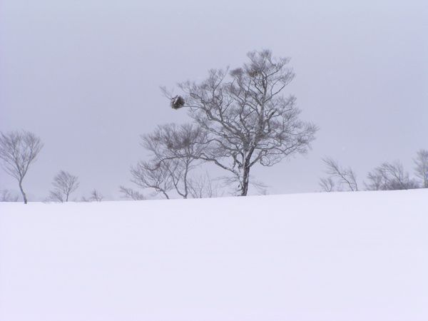 平の印