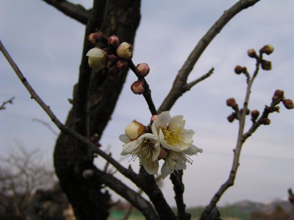 主無くも