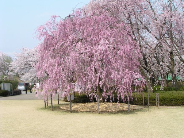 霞城公園　さくら　1
