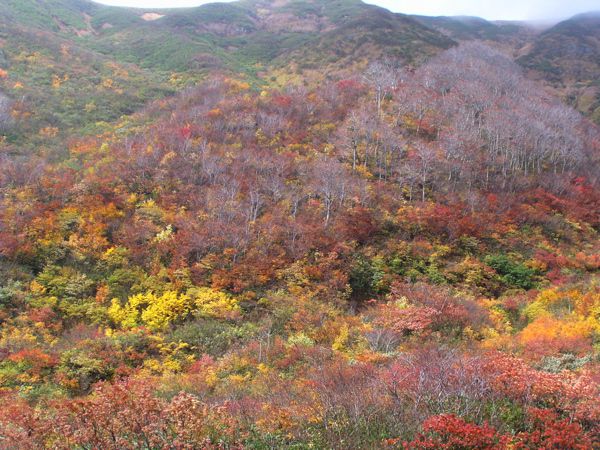 沢音高く