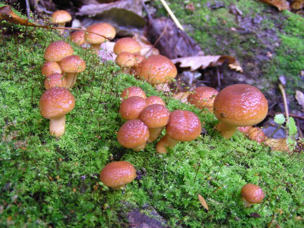 苔の中に