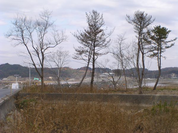 防風林