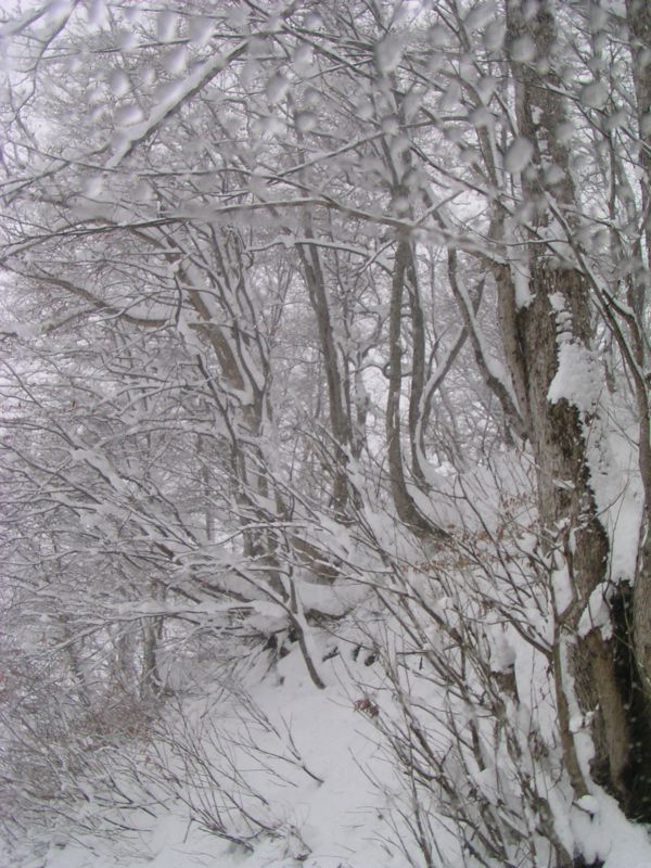 雪にけむる　2