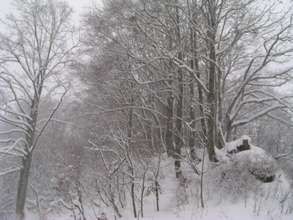 雪にけむる　1