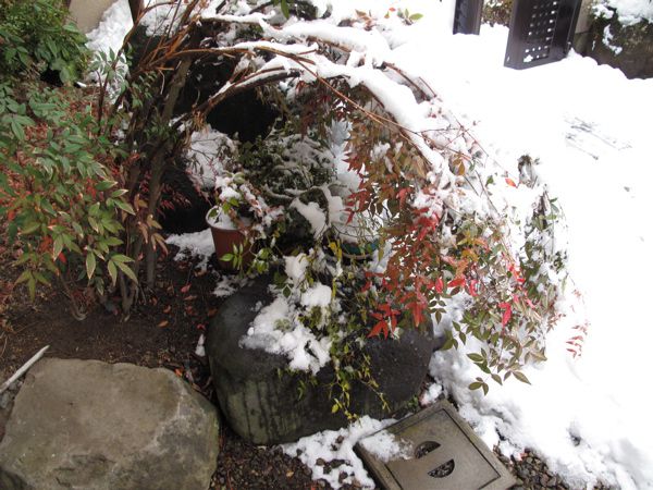 ぼた雪