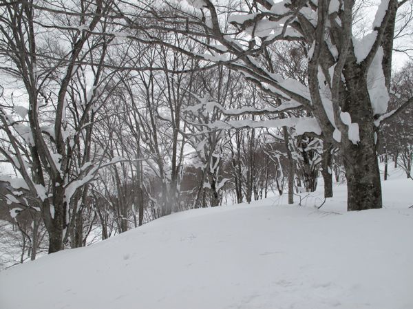 縄文の森に