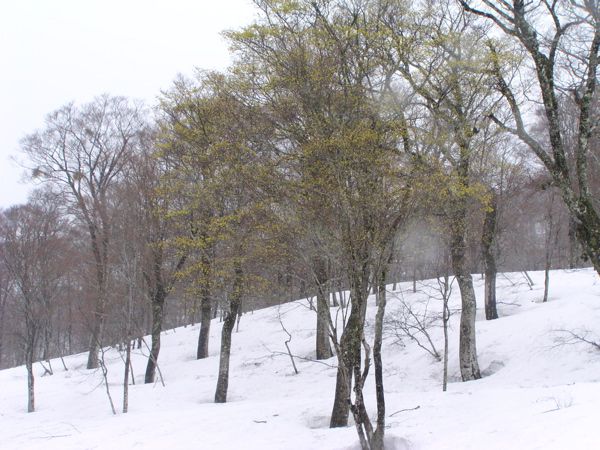 5/12　雪