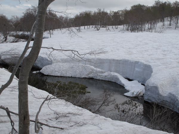 皮松谷地　1