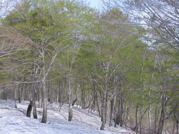 2次林の意地