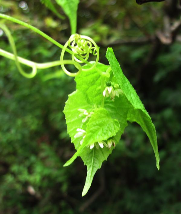 心に残る植物