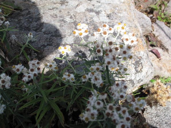 秋に見る花　1