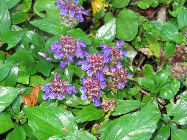 秋に見る花　2