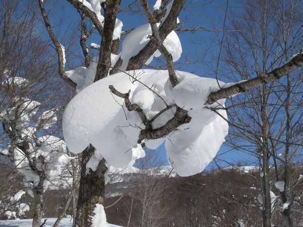 耐える枝