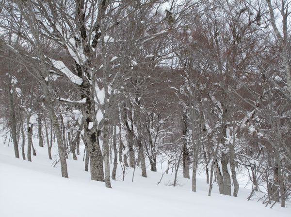 季節風と雪