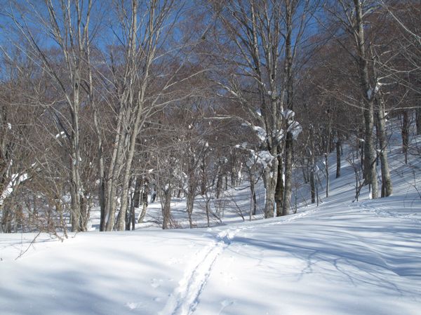 山の仲間
