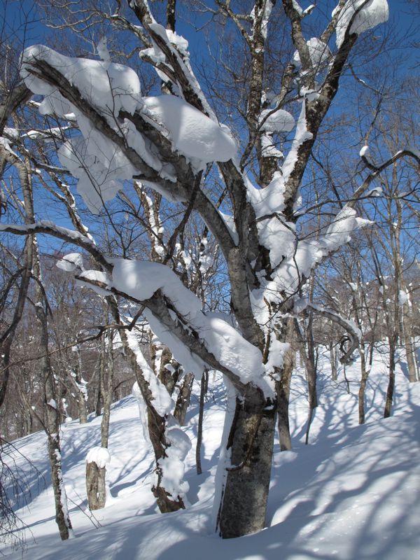 原始の森　4