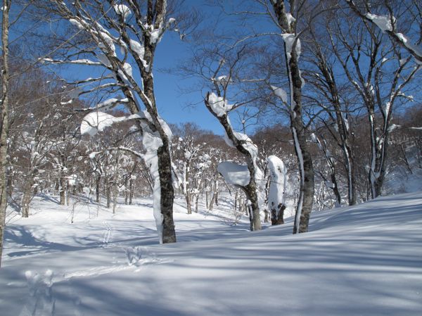 原始の森　7