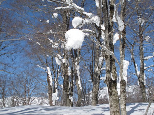 原始の森　9