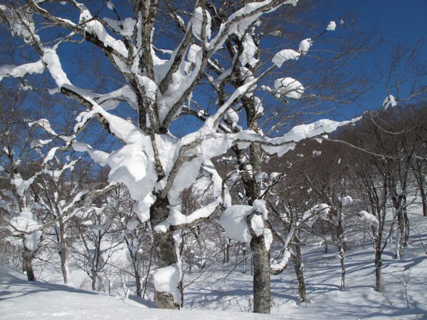 原始の森　16