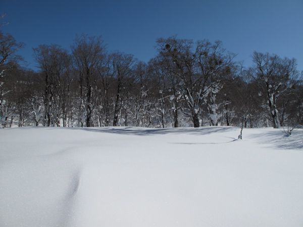 原始の森　北西側から