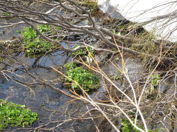 皮松谷地沼のリュウキンカ咲き始める