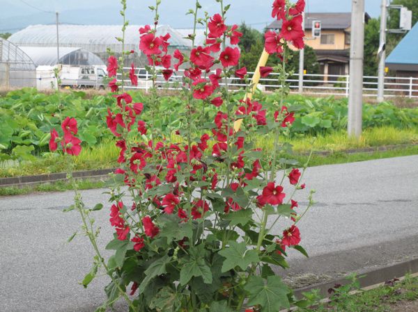 タチアオイ