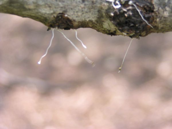 枝に付着