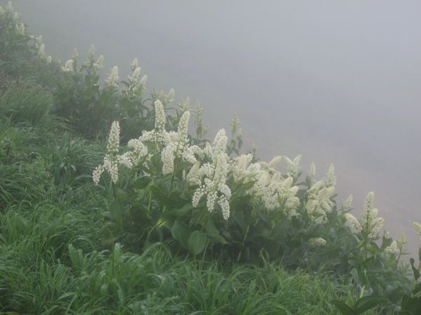 霧雨の中に