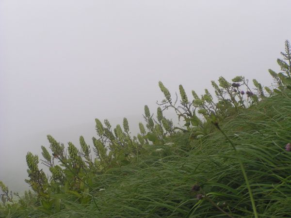 霧の中