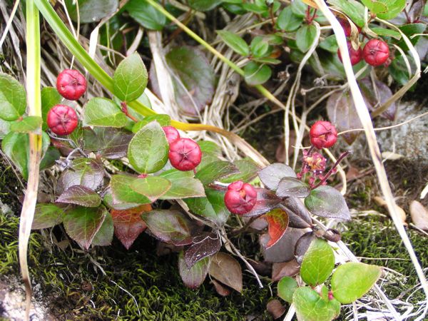 小さな植物たち