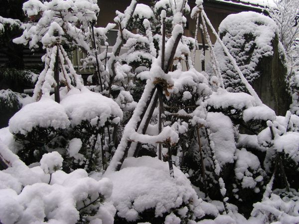 初積雪