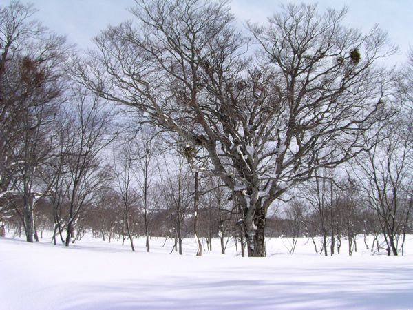 平の中の大木　1